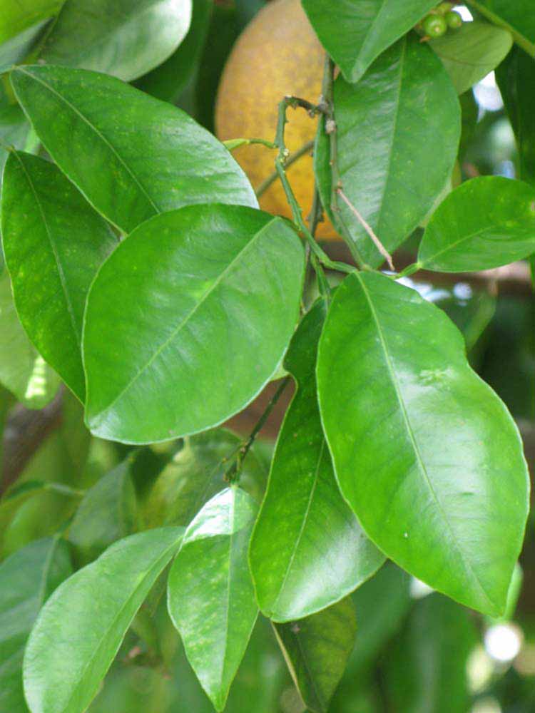              Shade leaves (Winter Haven, FL)       